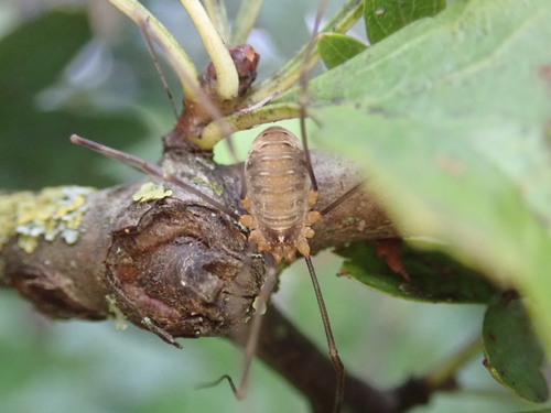Canestrini's Harvestman