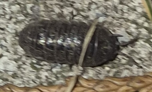 Common Pill Woodlouse