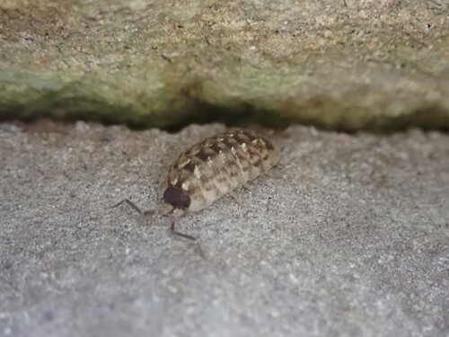 Brickwork Woodlouse