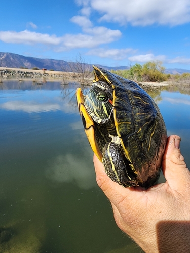 Red-eared Slider