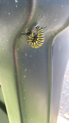 Monarch