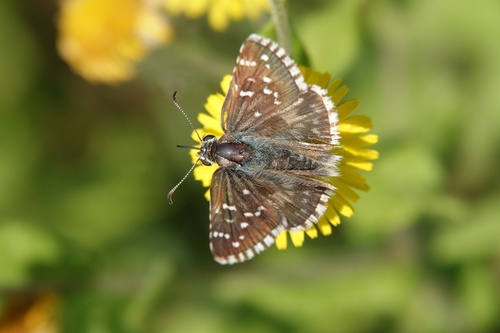 Oberthür's grizzled skipper