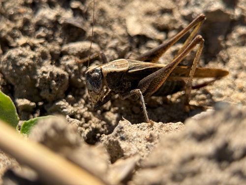 Grey Bush-cricket