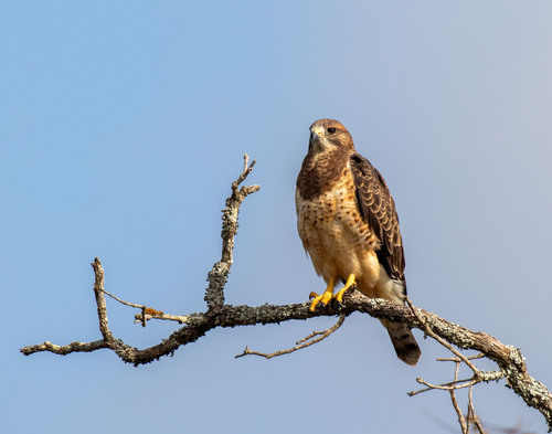 Swainson's Hawk
