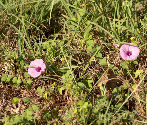 Tievine