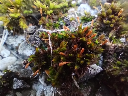 Anomalous Bristle-moss