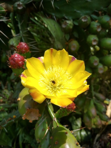 Drooping Pricklypear