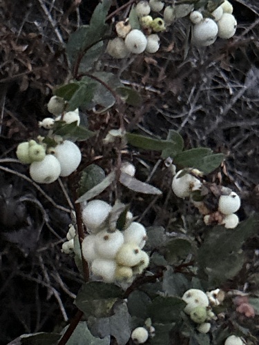 Common Snowberry