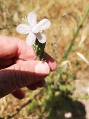 Anchusa strigosa