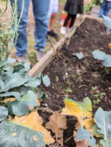 Banded Garden Spider