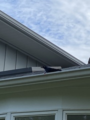 Quiscalus quiscula stonei