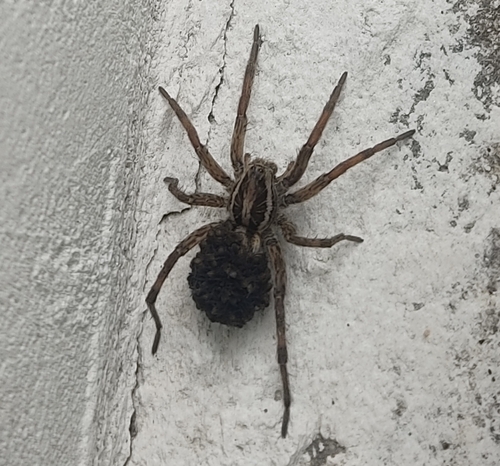 Radiated Wolf Spider