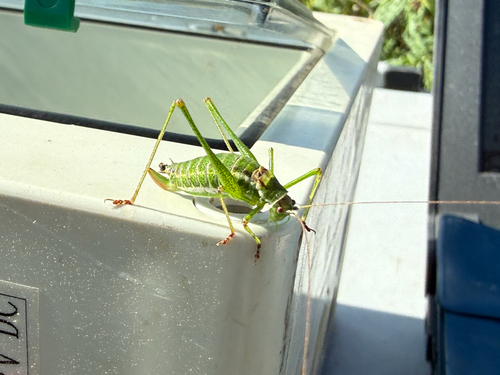 Striped Bush-cricket