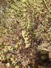 Pseudodictamnus undulatus