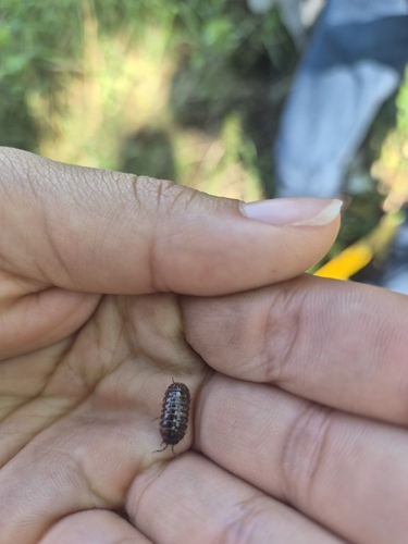 Common Pill Woodlouse