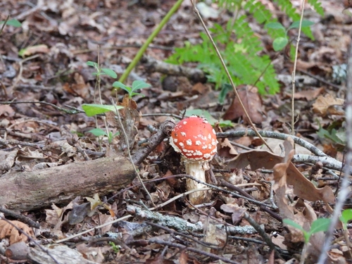 Fly Agaric