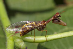 Mantispa styriaca