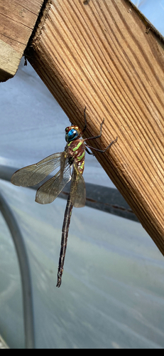 Swamp Darner