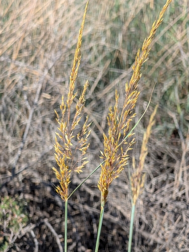 Indiangrass
