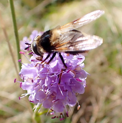 Eriozona syrphoides