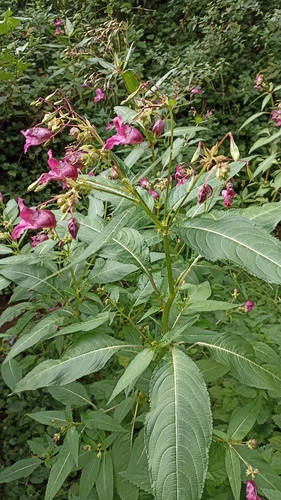 Himalayan balsam