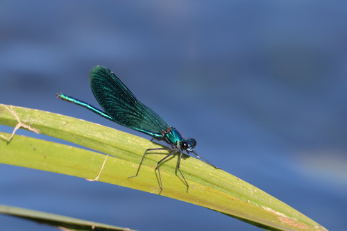 Banded Demoiselle
