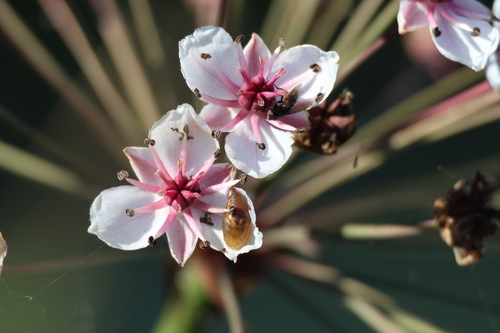 Flowering-rush