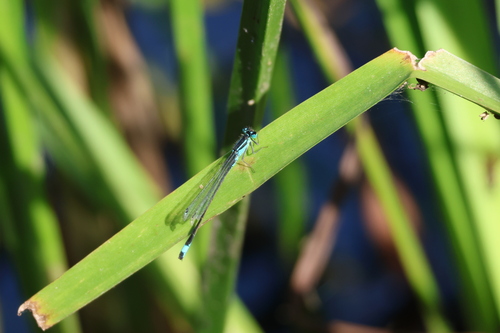 Blue-tailed Damselfly