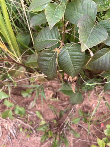 western poison ivy