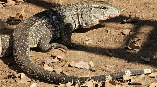 Argentine Black-and-white Tegu