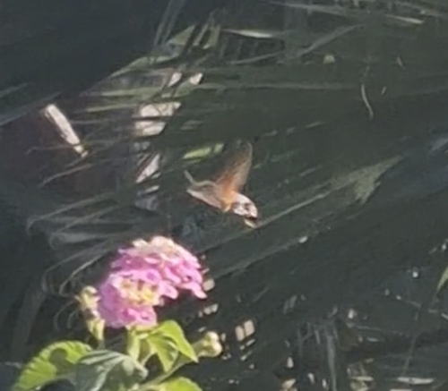 Eurasian Hummingbird Hawkmoth