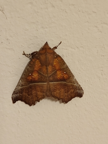 Herald Moth