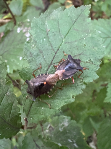 Forest Bug