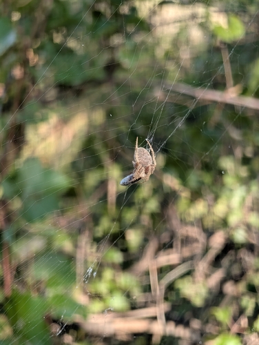 Spotted Orbweaver