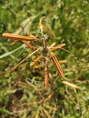 Asphodeline brevicaulis