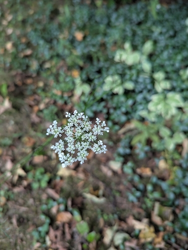 wild carrot