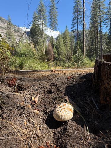 iNaturalist observation photo of Giant Sawgill