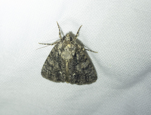 Knot Grass Moth