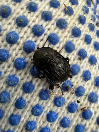 Black snail beetle