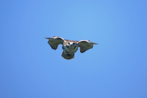 Eastern Red-tailed Hawk