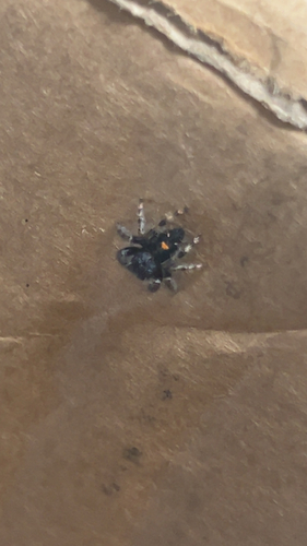 Bold Jumping Spider