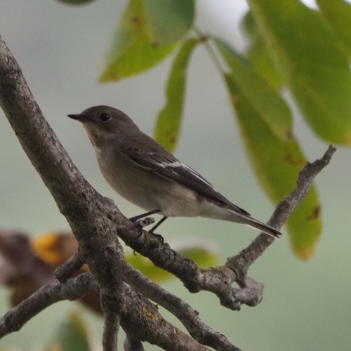 European Pied Flycatcher