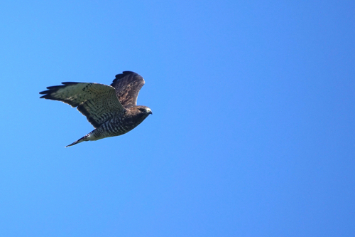 Broad-winged Hawk