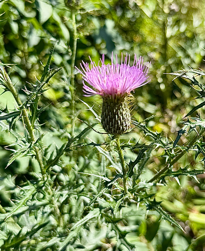 field thistle