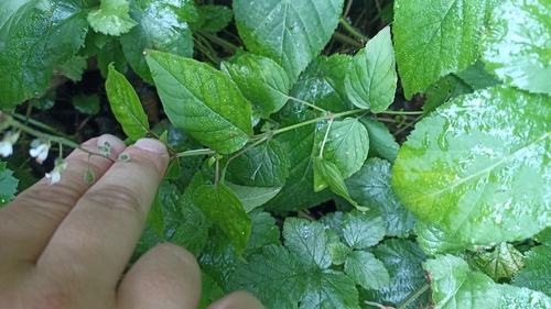 enchanter's-nightshade