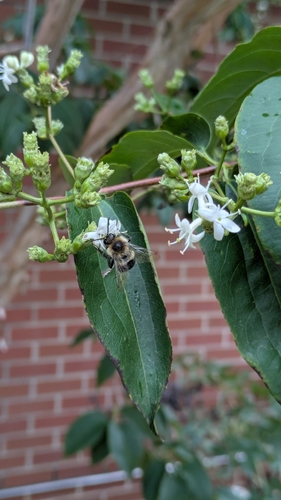 Common Eastern Bumble Bee
