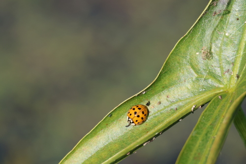 Asian Lady Beetle