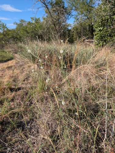 False Gaura
