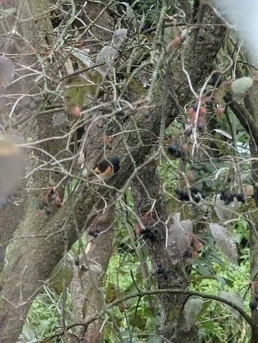American Redstart