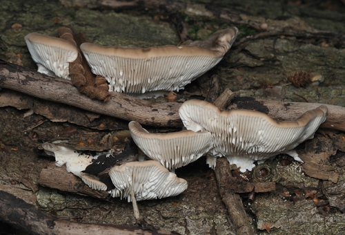 Gilled Polypore